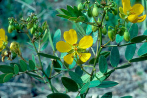 Senna mexicana