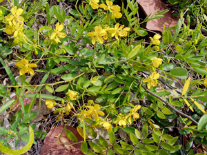 Senna mexicana