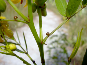 Senna mexicana