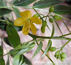 Senna mexicana