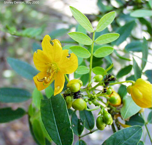 Senna mexicana