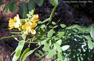 Senna mexicana