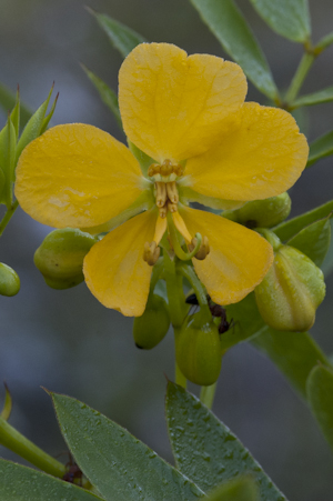 Senna mexicana