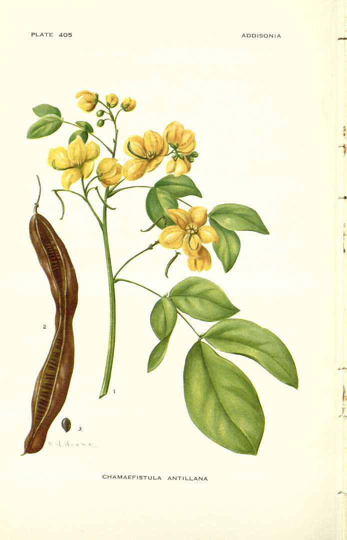 Senna nitida