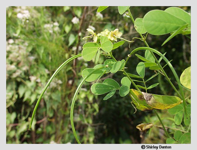 Senna obtusifolia