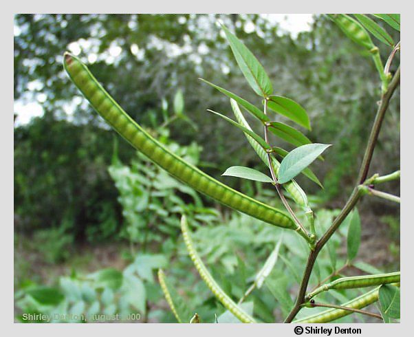 Senna occidentalis