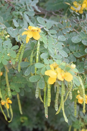 Senna pallida