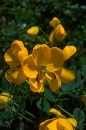 Senna pendula