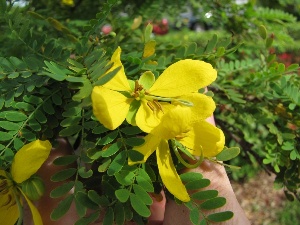 Senna polyphylla