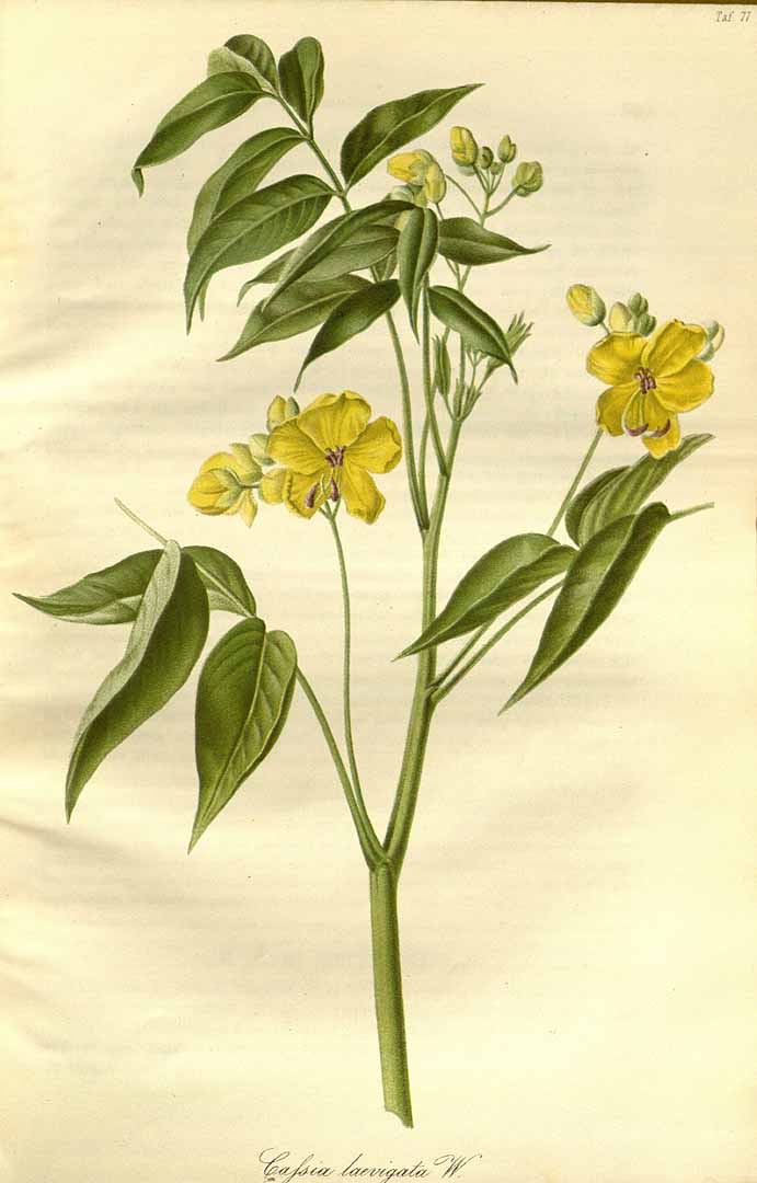 Senna septemtrionalis