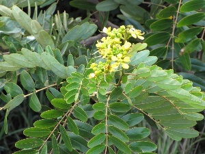 Senna siamea