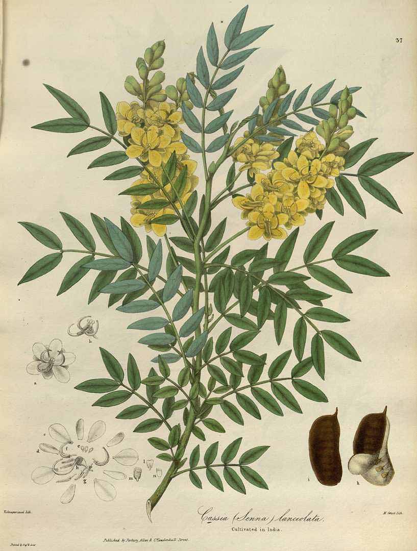 Senna sophera