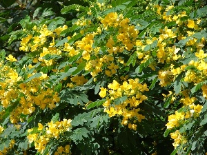 Senna surattensis