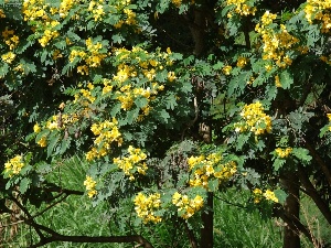 Senna surattensis