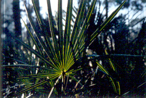 Serenoa repens