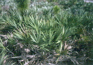 Serenoa repens