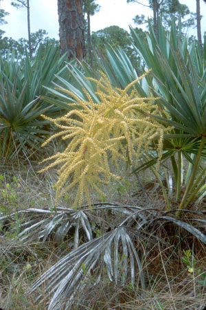 Serenoa repens