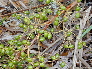 Serenoa repens