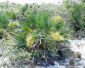 Serenoa repens