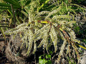 Serenoa repens