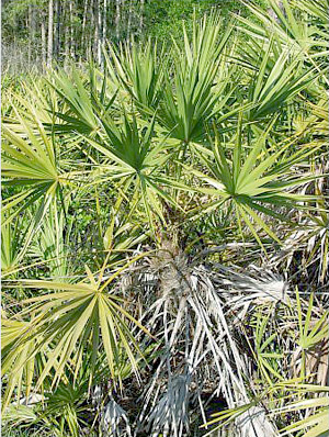 Serenoa repens