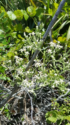 Sericocarpus tortifolius