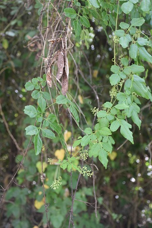 Serjania diversifolia