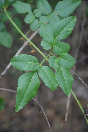 Serjania diversifolia