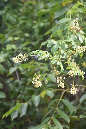 Serjania diversifolia