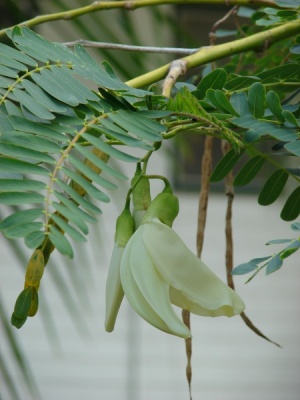 Sesbania grandiflora