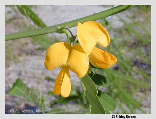 Sesbania herbacea