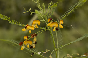 Sesbania herbacea