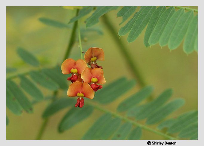 Sesbania vesicaria