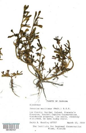 Sesuvium maritimum