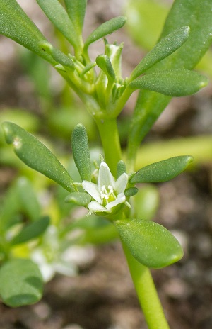 Sesuvium maritimum