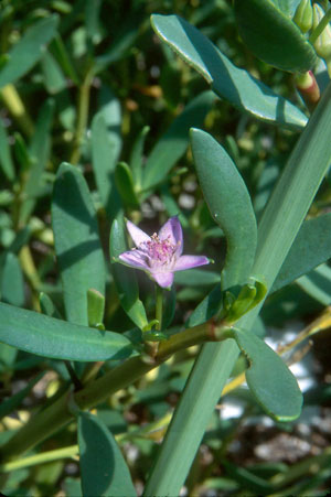 Sesuvium portulacastrum