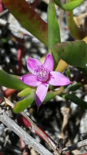 Sesuvium portulacastrum