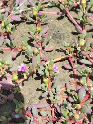 Sesuvium portulacastrum