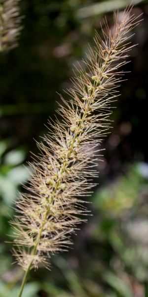 Setaria macrosperma