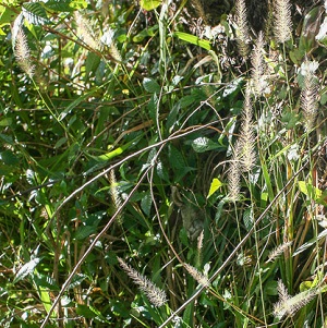 Setaria macrosperma