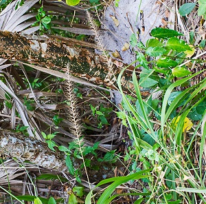 Setaria macrosperma