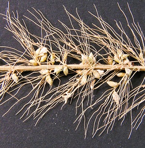 Setaria macrosperma