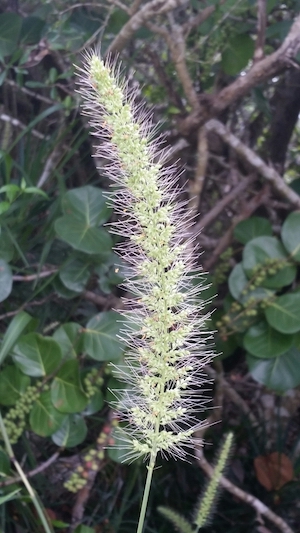 Setaria macrosperma