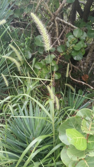 Setaria macrosperma