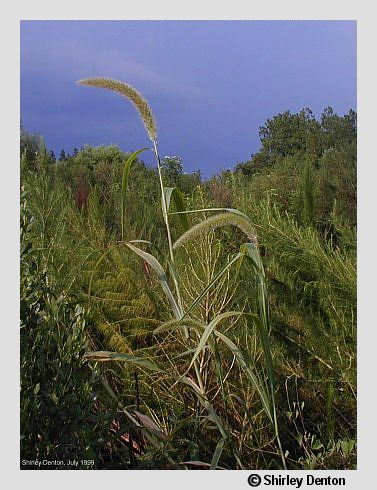 Setaria magna