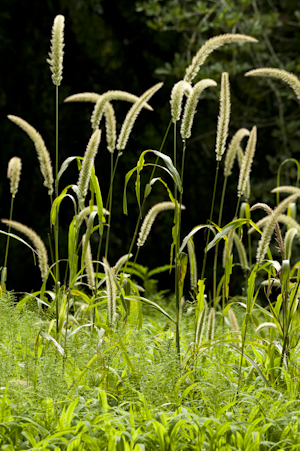 Setaria magna