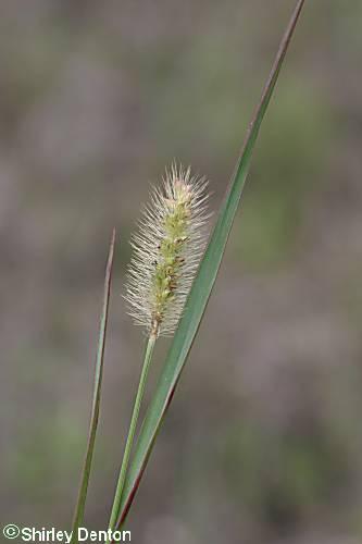 Setaria parviflora