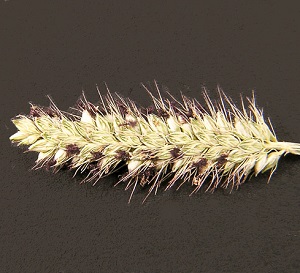 Setaria parviflora