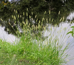 Setaria parviflora