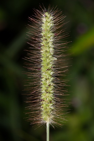 Setaria parviflora